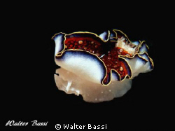 nudibranco
panasonic tz10,flash intova,lente macro subse... by Walter Bassi 